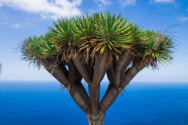 ağaç denize karşı. Okyanusu Dracaena draco yakın bitkiler 