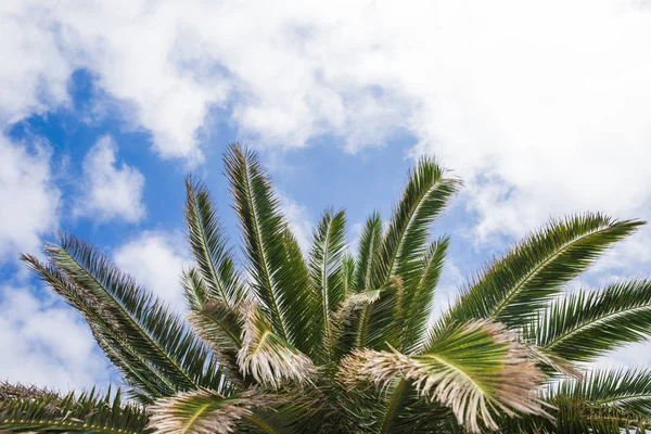 Rama de palma contra el cielo. hoja de palma verde aislada en azul — Foto de Stock