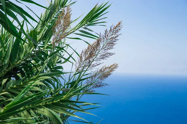 Plantas sobre el salvapantallas de mar para su escritorio. hermosos arbustos en el océano . — Foto de Stock