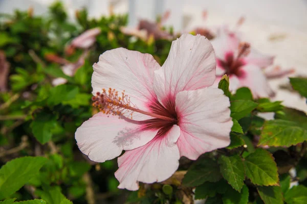 Çalılıkların üzerinde güzel çiçekler. çok güzel çiçekli bitkiler. pembe çiçekler Hawaii ebegümeci