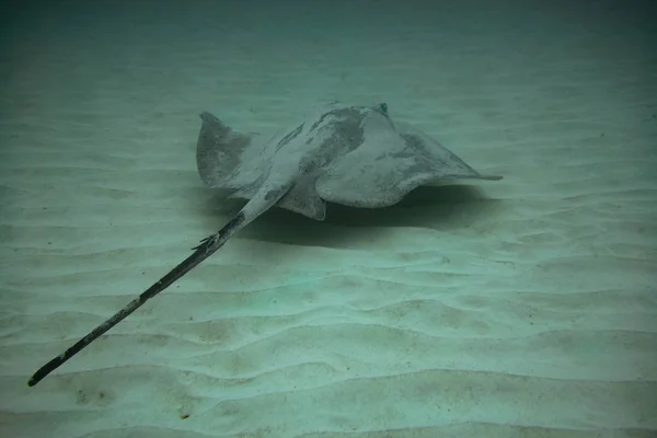 Rond Stingray Îles Canaries Fuerteventura — Photo