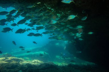 Grup balıklar yüzme, fuerteventura Kanarya Adaları