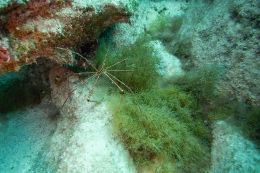 Deniz örümceği, fuerteventura kanarya adaları