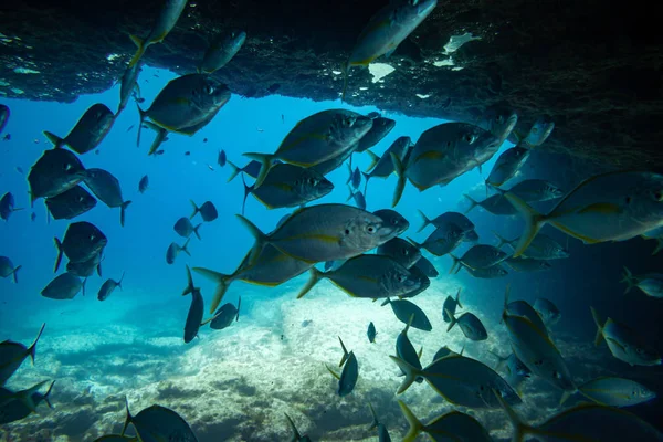 Group Fishes Swimming Fuerteventura Canary Islands — Stock Photo, Image