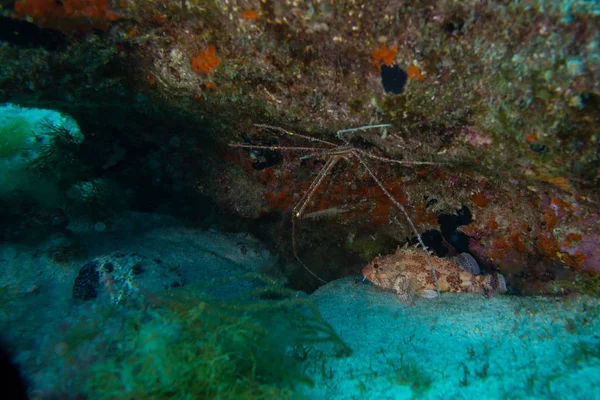 Araignée Mer Fuerteventura Îles Canaries — Photo