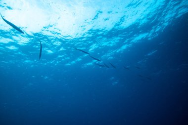 bir grup Barracuda Fuerteventura, Kanarya Adaları Yüzme