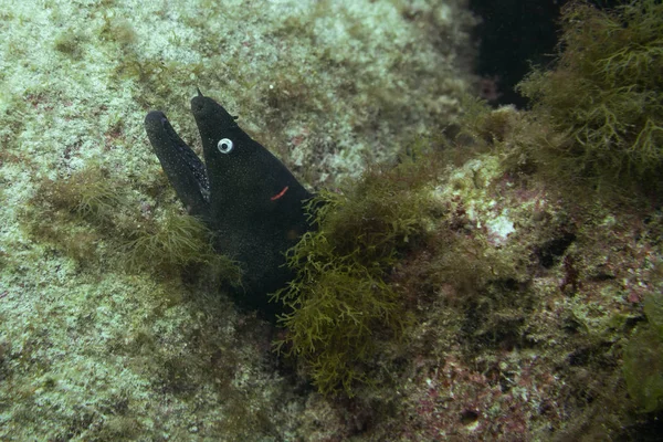 Grande Murène Îles Canaries Fuerteventura — Photo