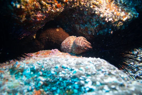 Poulpe Dans Tanière Fuerteventura — Photo