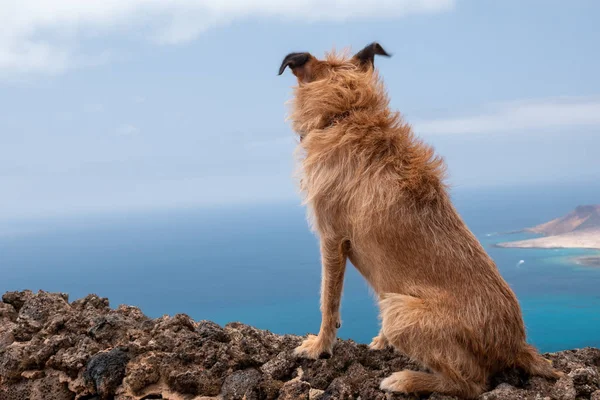 Hund Felsen Des Mirador Del Rio Lanzarote — Stockfoto