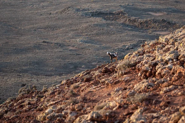 Wild Goat Slope Volcano Fuerteventura Canary Islands — Stock Photo, Image