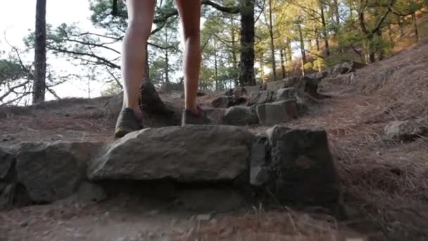 Fiatal aktív nő túrázás mentén gyönyörű zöld erdő Taburiente Nemzeti Park — Stock videók