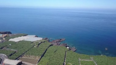 La Palma Adası'nda muz yetiştiriciliği, Kanarya Adaları, İspanya