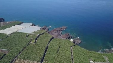 La Palma Adası'nda muz yetiştiriciliği, Kanarya Adaları, İspanya