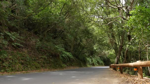 Δρόμος μέσω του πάρκου Anagas, Τενερίφη — Αρχείο Βίντεο