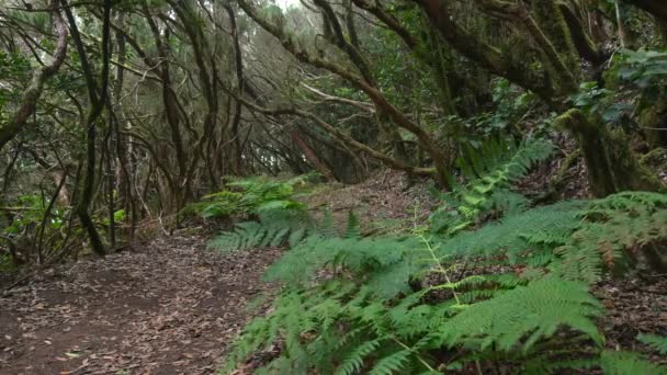 El camino del bosque encantado — Vídeo de stock