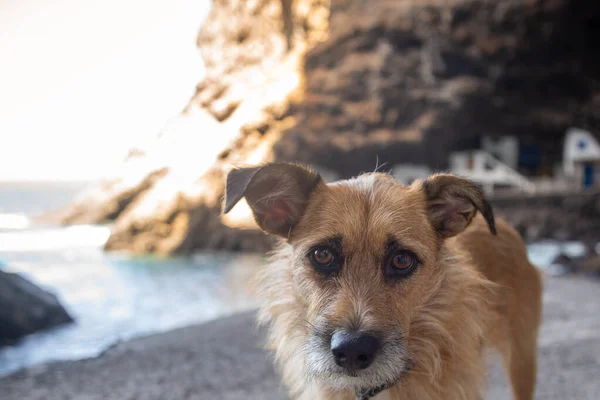 Ritratto di cucciolo di cane Pirata nella grotta Poris de Candelaria — Foto Stock