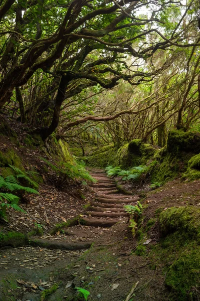 Il sentiero della foresta incantata, isola di tenerife — Foto Stock