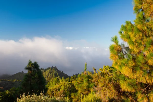 Över molnen med tallar i La Palma — Stockfoto