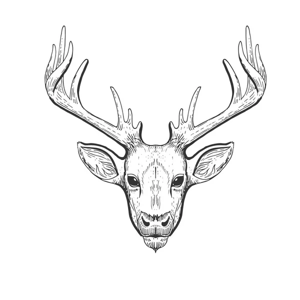 Vector vintage deer head in engraving, scratchboard style. Hand drawn illustration with animal portrait isolated — Stock Vector