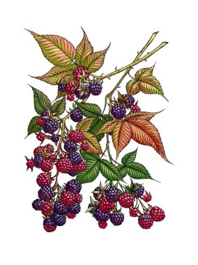 BlackBerry şube. Yabani meyve. Şifalı otlar. Berry izole arka plan üzerinde.