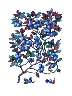 Yaban mersinli Şubesi. Yabani meyve. Şifalı otlar. Berry izole arka plan üzerinde.