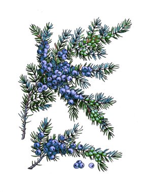 Ardıç şube. Yabani meyve. Şifalı otlar. Berry izole arka plan üzerinde.