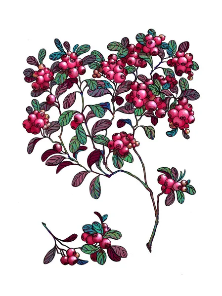 Pobočka brusinkovou. Lesních plodů. Léčivé byliny. Berry na izolované pozadí. — Stock fotografie