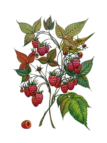 Malinová větev. Lesních plodů. Léčivé byliny. Berry na izolované pozadí. — Stock fotografie
