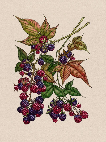 黑莓分行 野生浆果草药 — 图库照片