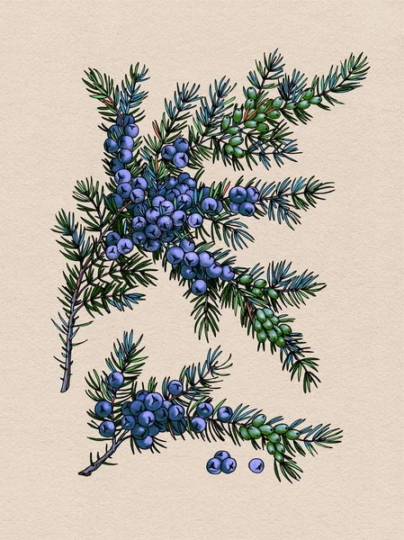 Juniper gren. Vilda bär. Medicinalväxter. Bär på en texturerat bakgrund — Stockfoto