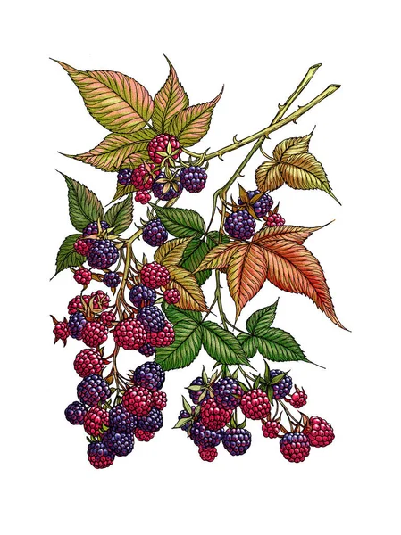 Rama de moras. Baya salvaje. Hierbas medicinales. Berry sobre fondo aislado . —  Fotos de Stock