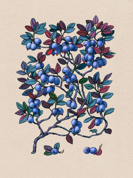 Blueberry ág. Vad bogyó. Gyógynövények. Bogyó textúrázott háttérre — Stock Fotó
