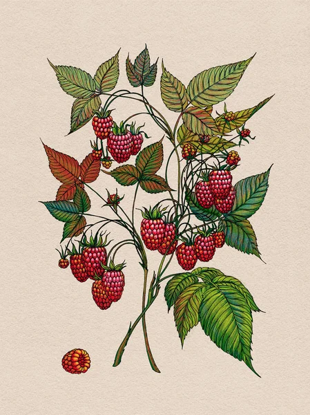 树莓树枝。野浆果。药材。在纹理背景下的浆果 — 图库照片#