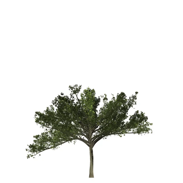 Tree Illustration White Background — Stock Photo, Image