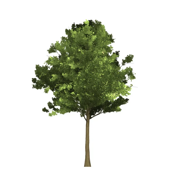 Ilustração Árvore Fundo Branco — Fotografia de Stock