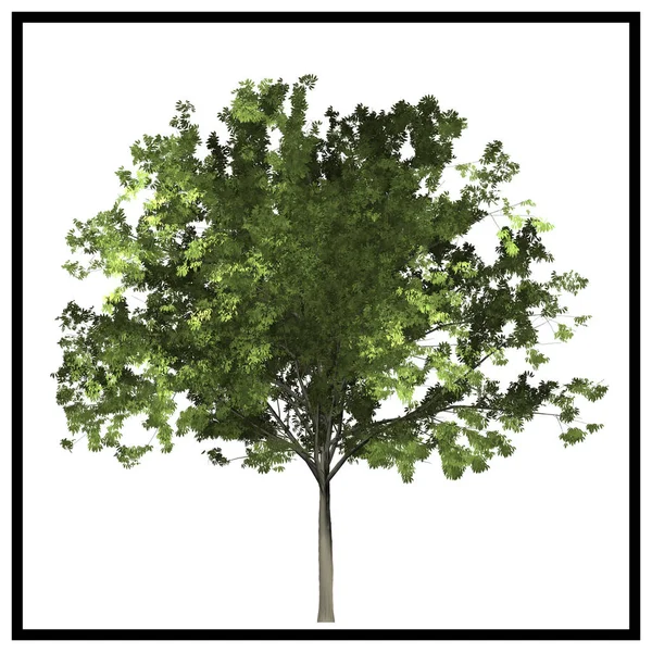 Tree Illustration White Background — Stock Photo, Image