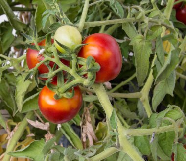 kırmızı ve yeşil domatesler bir dalda