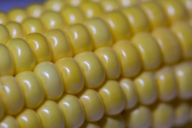 Closeup Mısır kulak