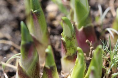 Bahçedeki yeşil bitki