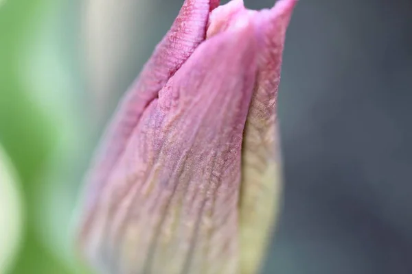 Büyük Bir Çiçek Lale — Stok fotoğraf