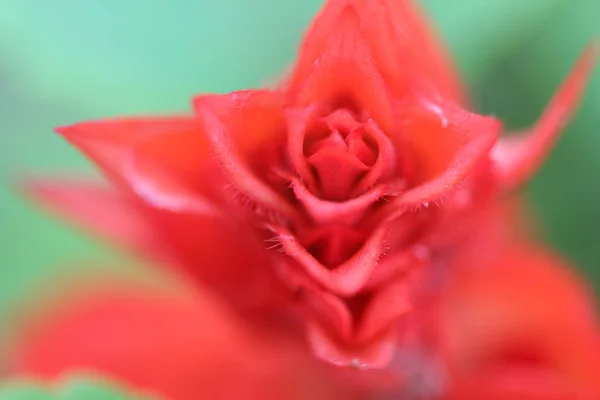 Una Gran Flor Roja — Foto de Stock