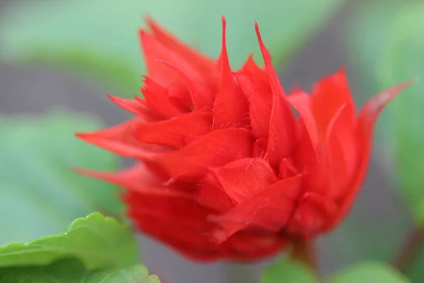 Flor fresca e brilhante de peão florescendo de perto