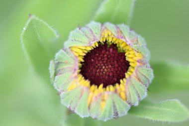 Büyük, genç bir çiçek.