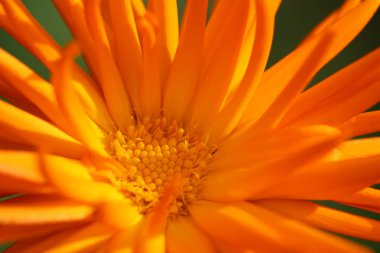 Büyük bir portakal çiçeği