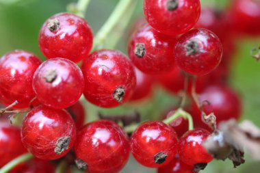 kırmızı böğürtlen