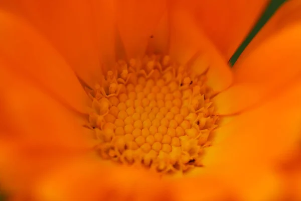 Jedna Velká Oranžová Květina — Stock fotografie