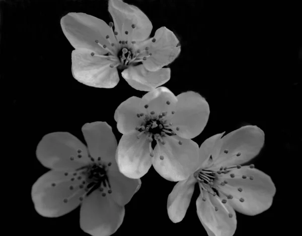 Λουλούδια Που Απομονώνονται Μαύρο Φόντο — Φωτογραφία Αρχείου