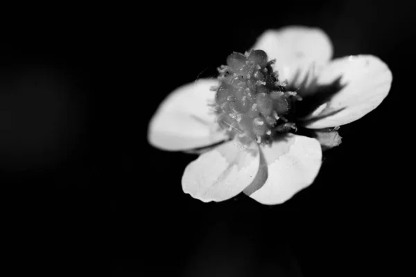 Blume Isoliert Auf Schwarzem Hintergrund — Stockfoto