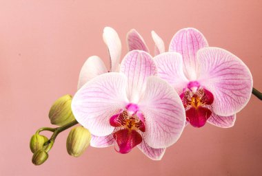 Kelebek orkidesi Pembe arka planda çiçek açmış..