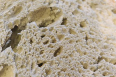 Küf, ahşap zeminde küflü ekmek üzerinde hızla büyüyor. Bir dilim ekmeğin üstünde küf. Küfle kaplı bayat ekmek.